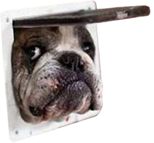 oh hi bulldog